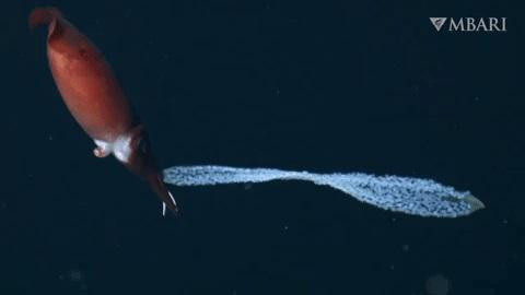 Video quay lại cảnh con mực mẹ mang theo chuỗi trứng sáng lấp lánh như ngọc trai