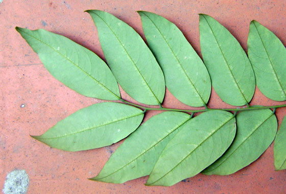  Lá cây thàn mát ảnh trên và lá cây sưa đỏ bên dưới khác nhau hoàn toàn về cấu trúc phân bổ