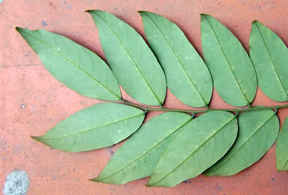  Lá cây thàn mát ảnh trên và lá cây sưa đỏ bên dưới khác nhau hoàn toàn về cấu trúc phân bổ