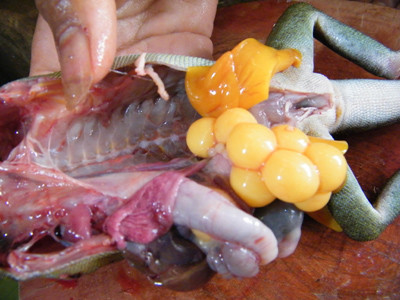 Kỳ tôm mang bụng trứng cũng bị xẻ thịt. Kỳ tôm mang bụng trứng cũng bị xẻ thịt