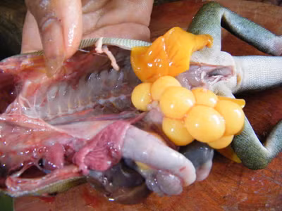 Kỳ tôm mang bụng trứng cũng bị xẻ thịt. Kỳ tôm mang bụng trứng cũng bị xẻ thịt