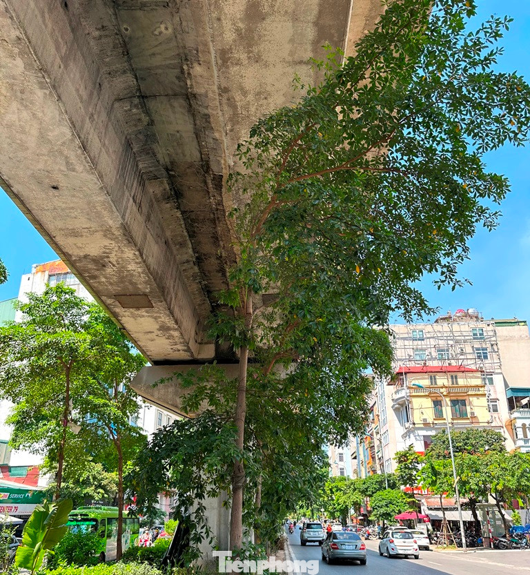 Nhiều cây xanh thuộc loại cây đô thị có giá trị vừa được trồng trong vài năm trở lại đây khi bám đất phát triển thì ngọn cây phải tự uốn cong để tránh dầm cầu bê tông. Nhiều cây xanh thuộc loại cây đô thị có giá trị vừa được trồng trong vài năm trở lại đây khi bám đất phát triển thì ngọn cây phải tự uốn cong để tránh dầm cầu bê tông.