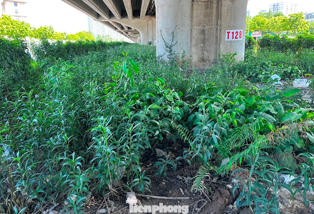 Tại các vị trí cây xanh chết hoặc chưa có phương án cải tạo phần đất lưu không còn lại, cỏ dại mọc um tùm.
