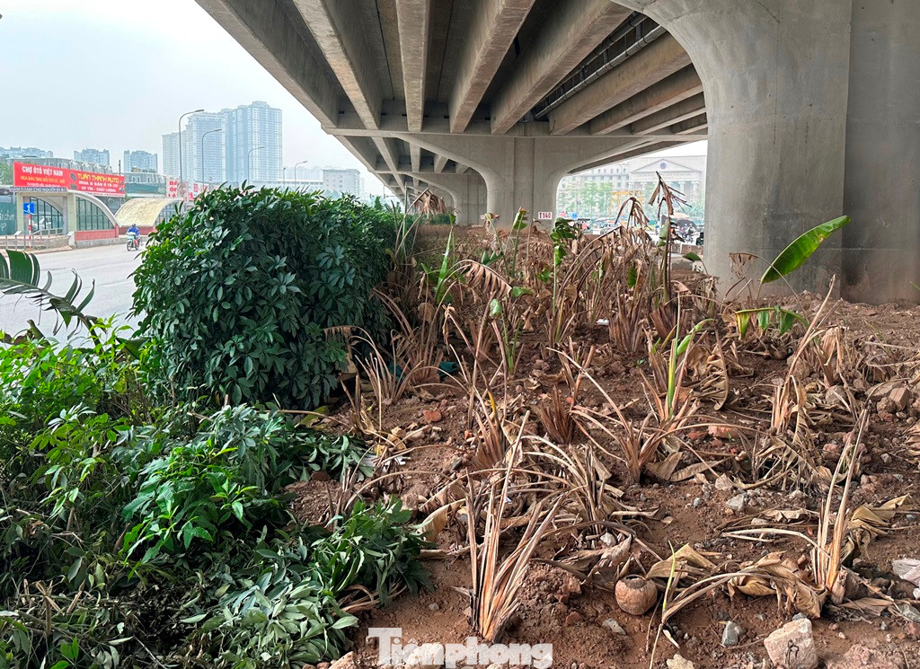 ... nên các cây cao có ngọn trong đó có chuối, cau cảnh đã bị chết.