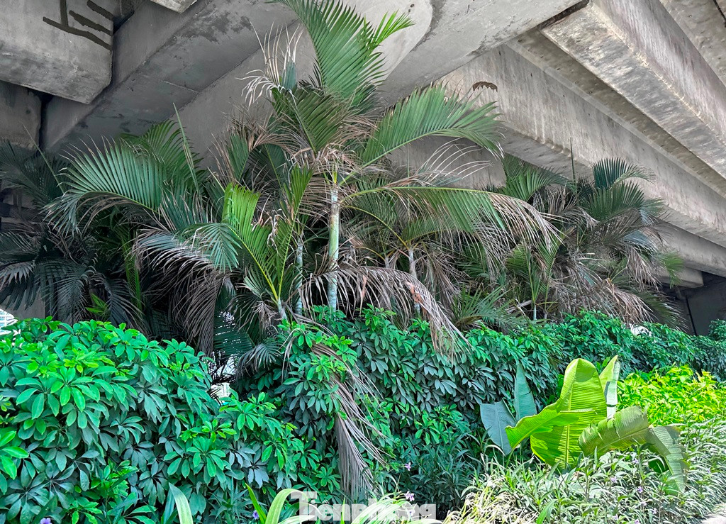 Do không có ánh sáng và ngọn cây bị "đụng" gầm bê tông đường trên cao nên các cây họ cau cảnh đang khô héo, chờ chết. Do không có ánh sáng và ngọn cây bị "đụng" gầm bê tông đường trên cao nên các cây họ cau cảnh đang khô héo, chờ chết.