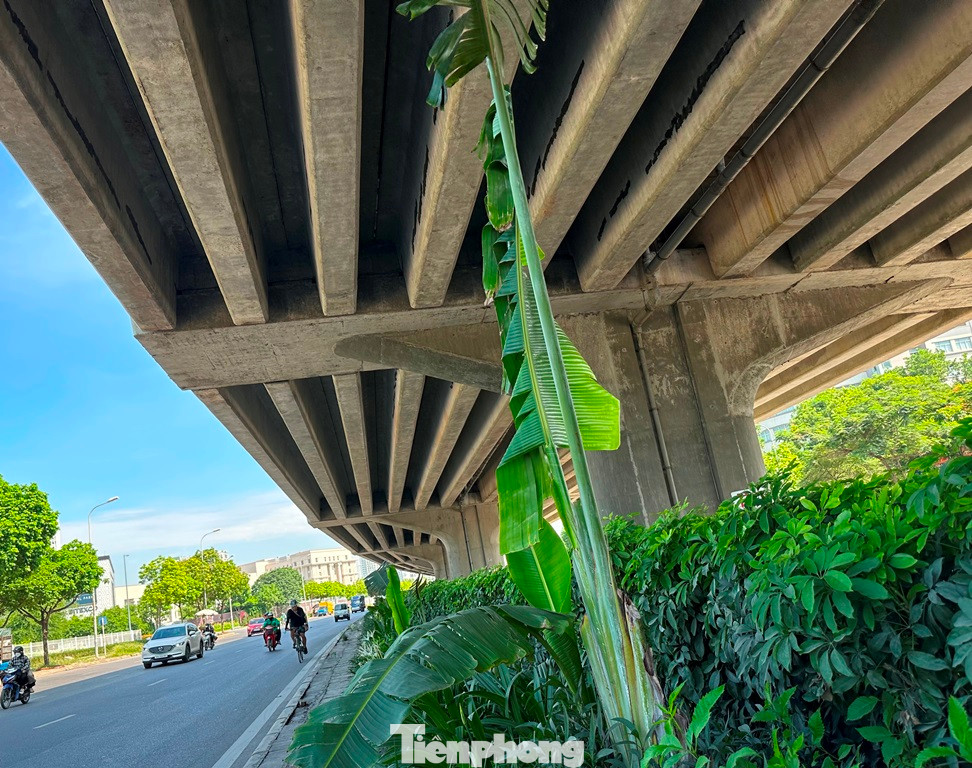 Một số cây chuối cảnh phát triển được nhưng khi ngọn vươn lên trên cao thì đụng dầm bê tông gần đường trên cao vành đai 3.