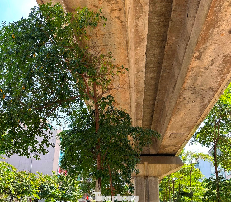 Có cây một phần ngọn né được đường trên cao, phần ngọn còn lại héo khô, chết. Có cây một phần ngọn né được đường trên cao, phần ngọn còn lại héo khô, chết.