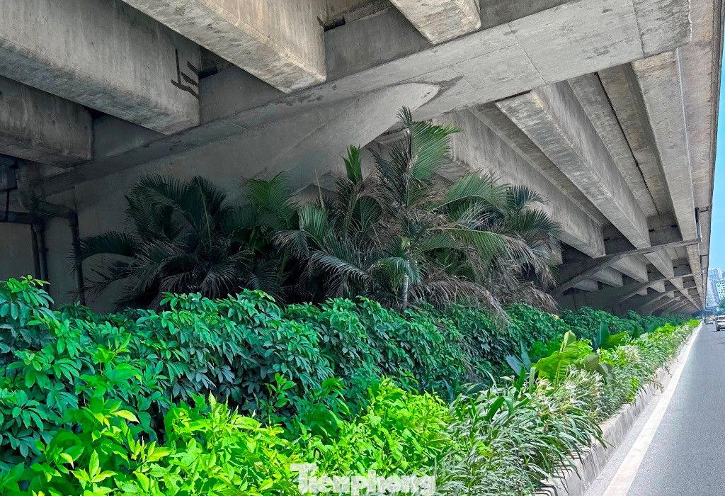 Ở dải phân cách đường Vành đai 3 trên cao hàng loạt cây đô thị vừa được trồng mới, khi phát triển cũng đang đội gầm đường trên cao. Ở dải phân cách đường Vành đai 3 trên cao hàng loạt cây đô thị vừa được trồng mới, khi phát triển cũng đang đội gầm đường trên cao.
