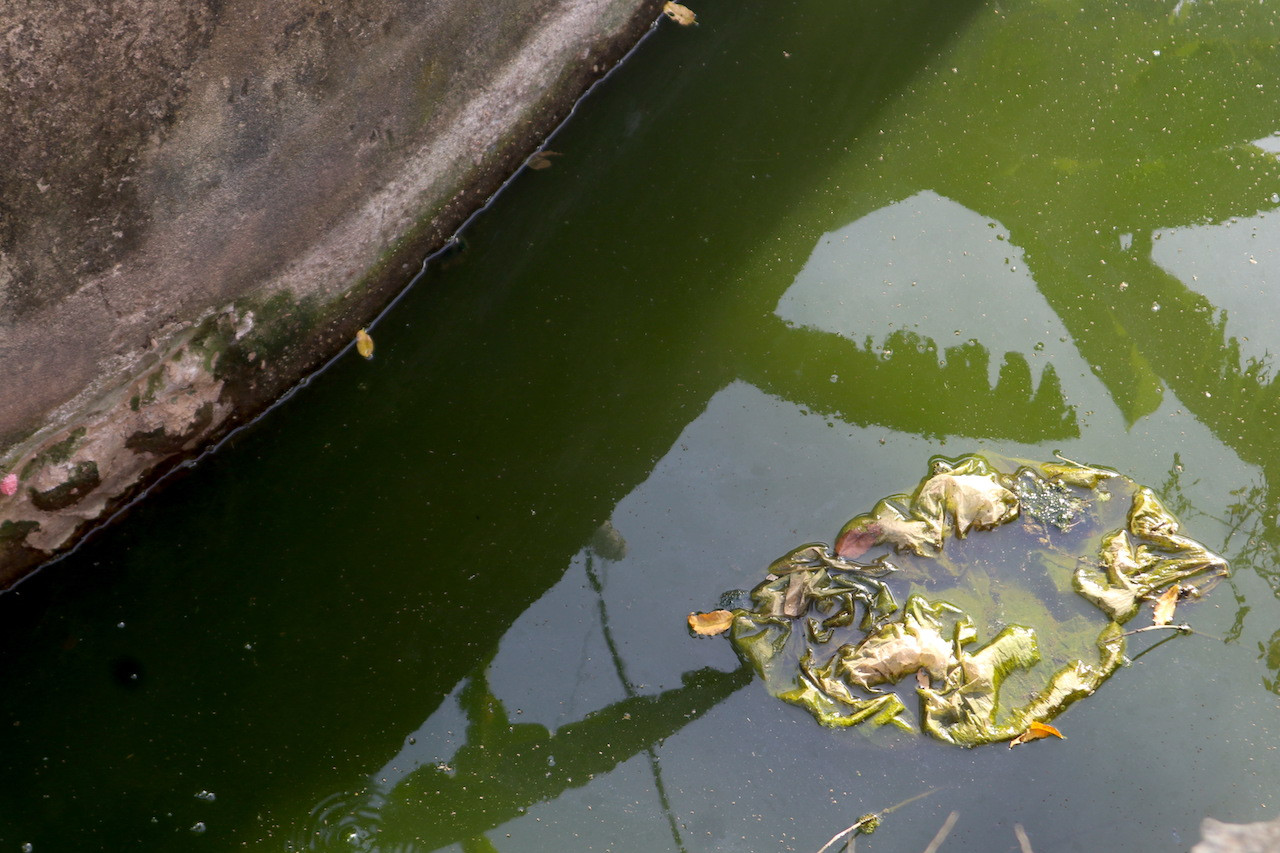 Dòng nước thải màu xanh được ghi nhận sau một hộ gia đình sản xuất bánh kẹo, thực phẩm khô tại thôn Hoà Hợp.