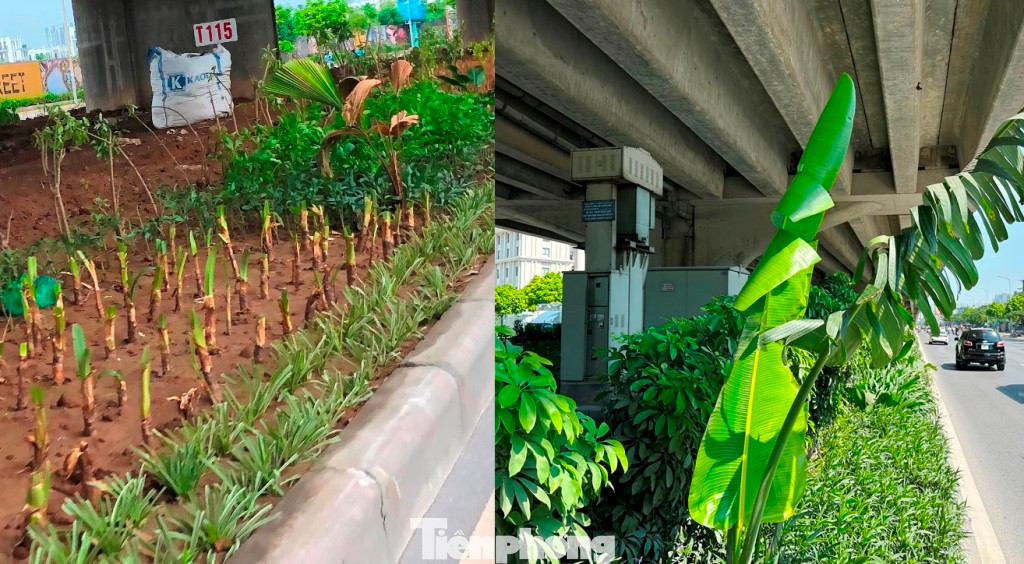 Cách đây 2 năm, thay vì tiếp tục trồng thảm cỏ, dải phân cách Vành đai 3 dưới thấp được cày xới đất lên để trồng một số giống cây nhập khẩu như bạch trinh, thanh táo, ngũ bì, chuối cảnh thân cao (ảnh trái). Đến nay, các cây này đã phát triển thành những cây có ngọn vươn dài (ảnh phải).