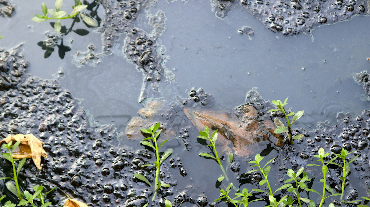 Loăng quăng sống rất nhiều tại những khu vực nước tù đọng.