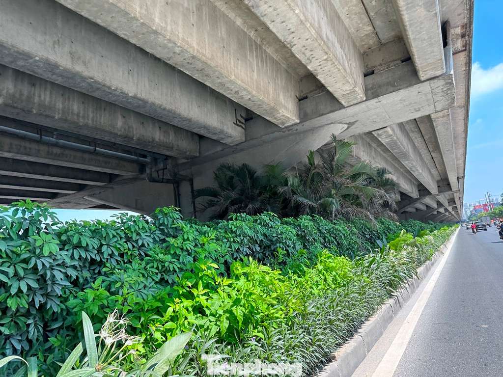 Một số cây xanh khác như bạch trinh, thanh táo, ngũ bì và cây họ cau cũng có ngọn vươn lên cao, trong đó cây xanh họ cau cảnh đã ngọn đã đụng dầm, không thể phát triển tiếp.