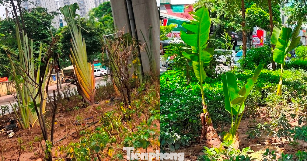 Cây chuối to và có chiều cao khoảng 2 mét (ảnh trái), nhưng sau 3 năm phát triển và chăm sóc, do thiếu ánh sáng, trồng không đúng môi trường, cây chuối chỉ còn lại gốc và vài lá thấp lè tè (ảnh chụp ngày 7/4) Cây chuối to và có chiều cao khoảng 2 mét (ảnh trái), nhưng sau 3 năm phát triển và chăm sóc, do thiếu ánh sáng, trồng không đúng môi trường, cây chuối chỉ còn lại gốc và vài lá thấp lè tè (ảnh chụp ngày 7/4)