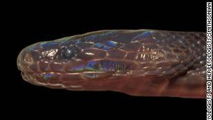 Rắn ngũ sắc vừa được phát hiện tại Việt Nam