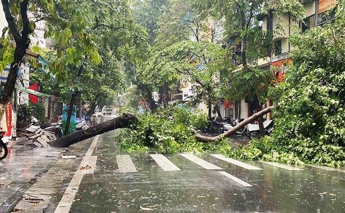 Cây đổ chắn ngang phố Hàng Lược, Hà Nội.