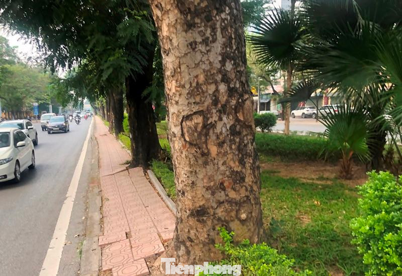 Ngoài xén dải phân cách, nhiều cây xanh to cao dạng cổ thụ có đường kính từ 50 đến 70 cm ở dải phân cách giữa cũng sẽ bị đánh chuyển, chặt hạ. Ngoài xén dải phân cách, nhiều cây xanh to cao dạng cổ thụ có đường kính từ 50 đến 70 cm ở dải phân cách giữa cũng sẽ bị đánh chuyển, chặt hạ.