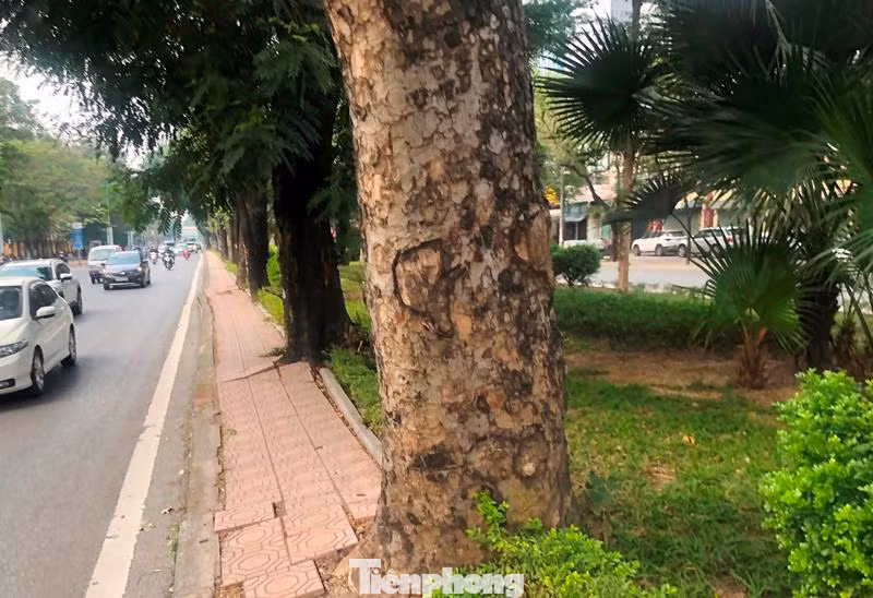 Ngoài xén dải phân cách, nhiều cây xanh to cao dạng cổ thụ có đường kính từ 50 đến 70 cm ở dải phân cách giữa cũng sẽ bị đánh chuyển, chặt hạ.