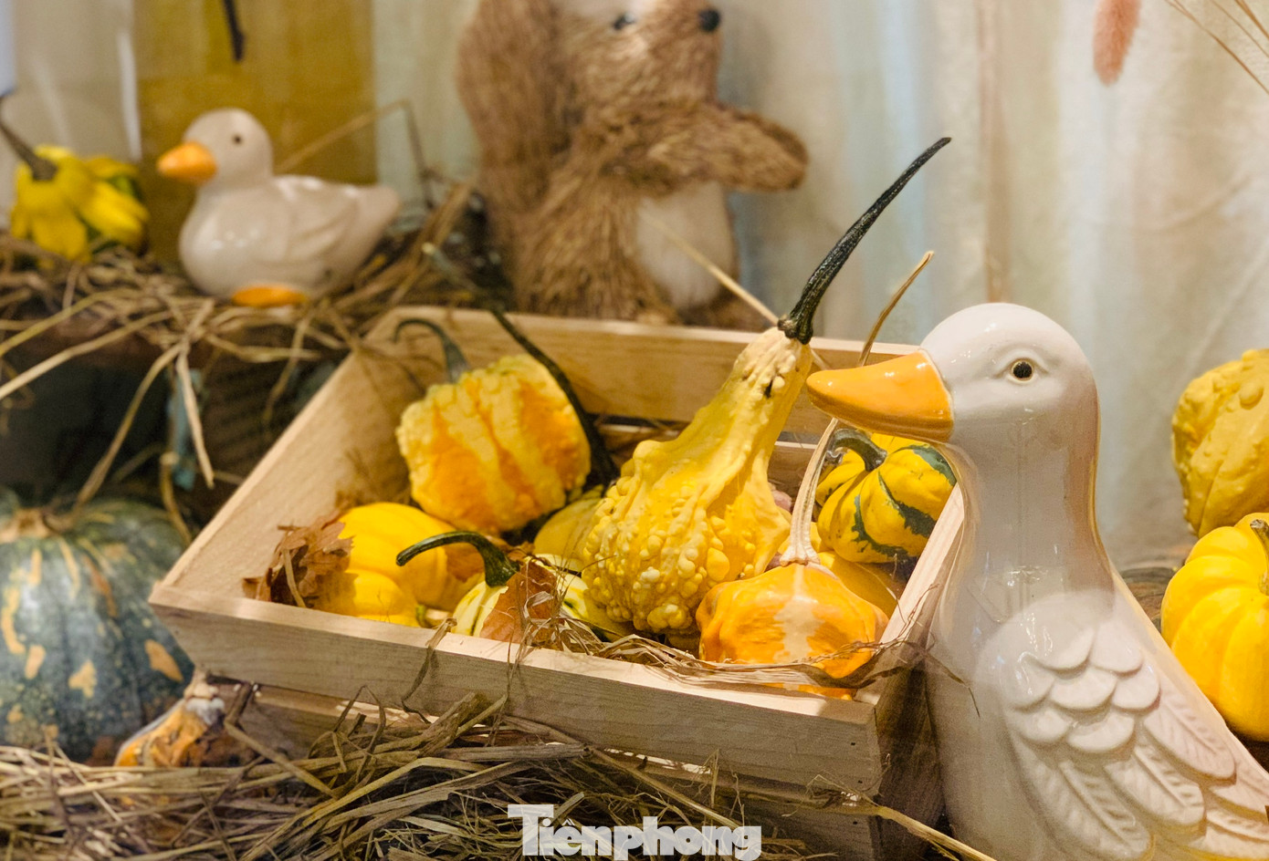 Theo đại diện một cửa hàng hoa nghệ thuật trên phố Quán Thánh (Hà Nội) bí ngô năm nay được các nhà vườn ở Đà Lạt cắt sớm nên đã nhanh chóng nhập 1 tạ bí về để làm thành các set hoa nghệ thuật hoặc trang trí nhà cửa khi khách yêu cầu. Nguồn hàng năm nay khá dồi dào, nên giá thành bí năm nay rẻ hơn năm ngoái khoảng 10%. Song chị cũng dự đoán giá bí có thể tăng cao hơn vào thời điểm cận Halloween.