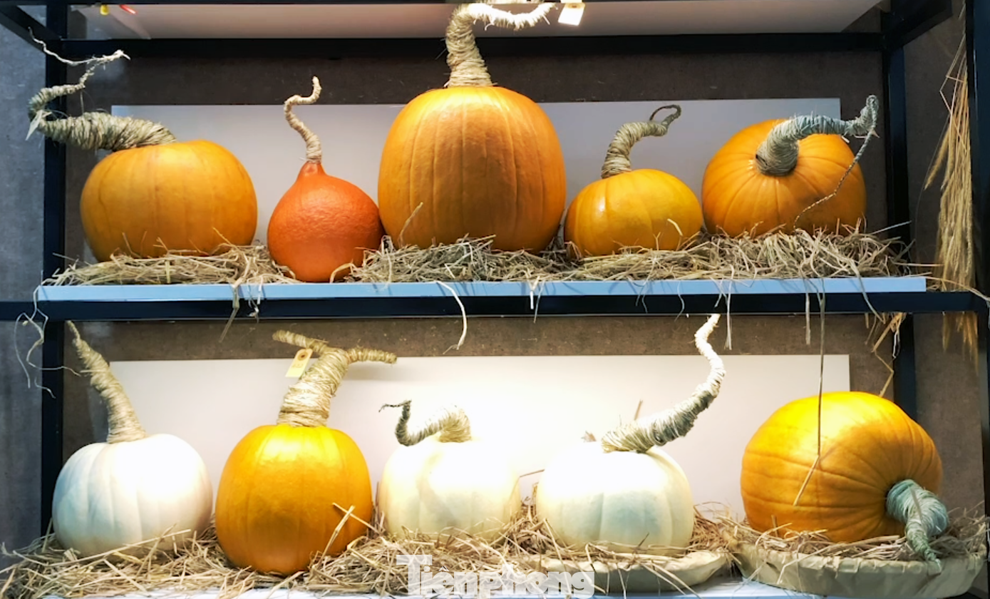 Bên cạnh đó, bí “khổng lồ” size 30-40kg cũng được một số cửa hàng nhập về để phục vụ các khách hàng muốn trang trí quán café hoặc đặt trong phòng khách lớn. Giá của bí “khổng lồ” cũng khá “khủng”, dao động từ 2-4 triệu đồng/quả tùy kích thước.