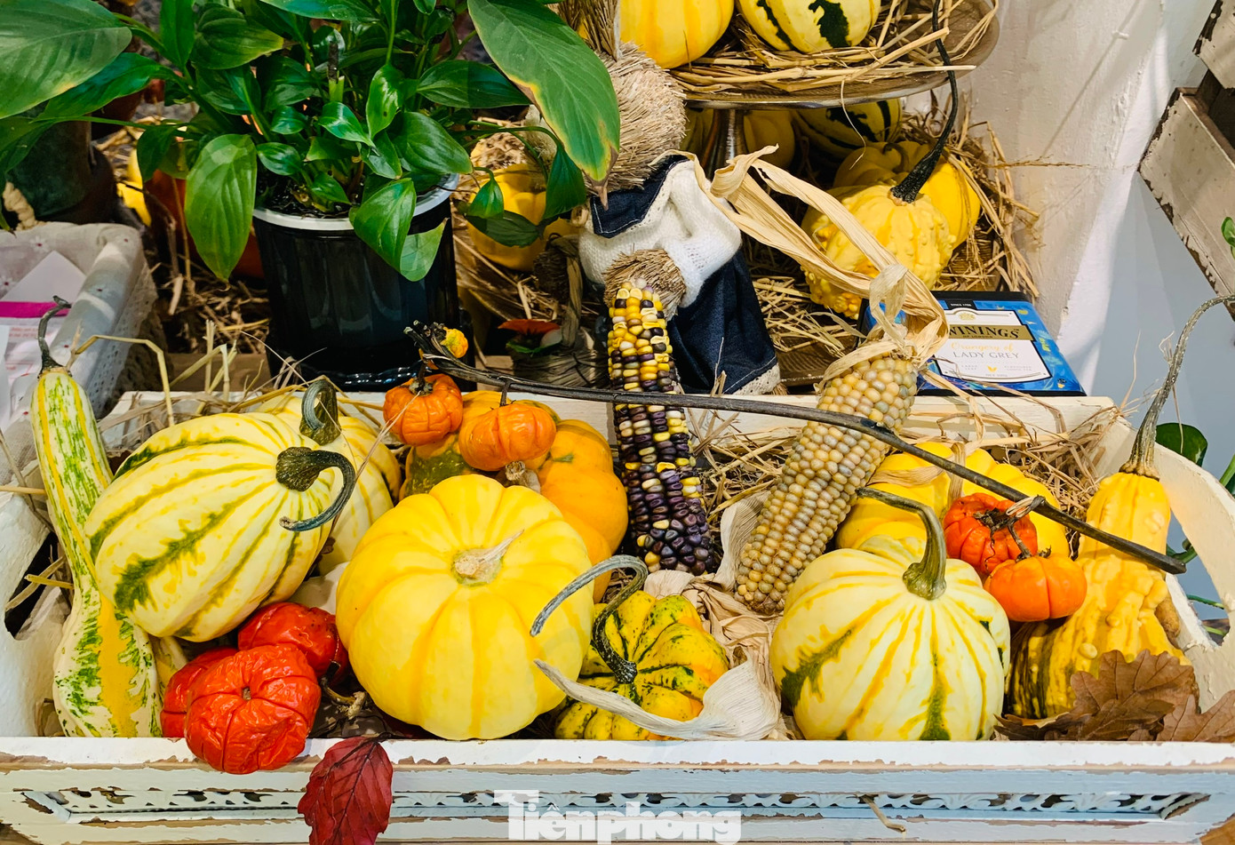 Chị Hải (sống tại Hai Bà Trưng, Hà Nội) cho biết: Năm nay nhiều nơi bí ngô bán sẵn thành set trông rất nghệ thuật, giá cả cũng chỉ tương đương nhiều loại cành hoa, cành quả nên tôi cũng mua một set về để làm góc "sống ảo" Halloween ngay tại nhà.