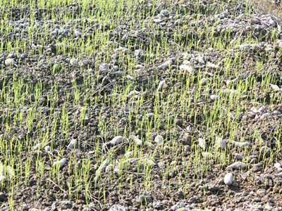 Khoai lang bỏ dưới ruộng chờ mục làm phân bón cho lúa ở huyện Bình Minh. Khoai lang bỏ dưới ruộng chờ mục làm phân bón cho lúa ở huyện Bình Minh