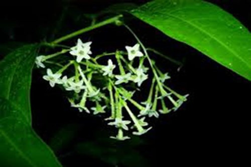 7 loại cây giúp ngon giấc nên có trong phòng ngủ