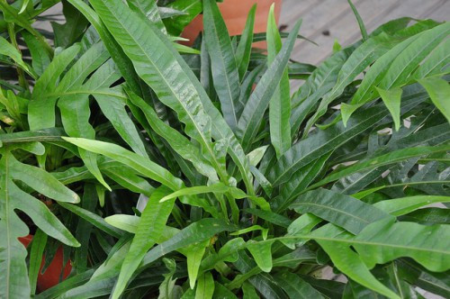 7 loại cây giúp ngon giấc nên có trong phòng ngủ