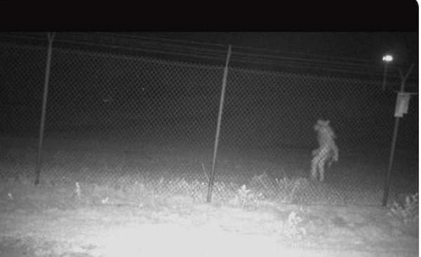 Hình ảnh được thành phố Amarillo đăng lên mạng xã hội. Ảnh: Twitter.