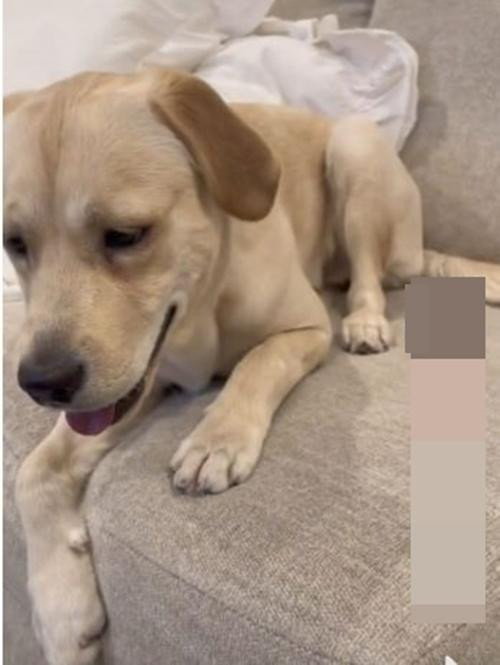 Chú chó Zoey hoàn toàn không biết mình vừa gây ra chuyện gì. Ảnh: Kim Kruk.