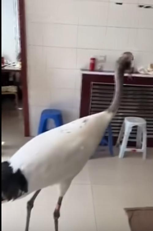 Chú hạc rất lịch sự, từ tốn. Ảnh: 163. Chú hạc rất lịch sự, từ tốn. Ảnh: 163.