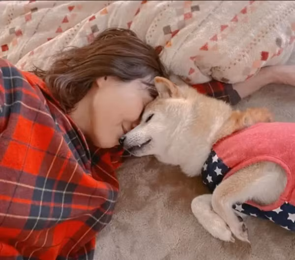 Kabosu bị bệnh nặng và bỏ ăn uống. Ảnh: Atsuko Sato. Kabosu bị bệnh nặng và bỏ ăn uống. Ảnh: Atsuko Sato.