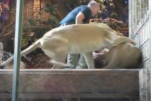 Cũng may là sư tử cái "hiểu chuyện" hơn nhiều. Ảnh: Reddit. Cũng may là sư tử cái "hiểu chuyện" hơn nhiều. Ảnh: Reddit.