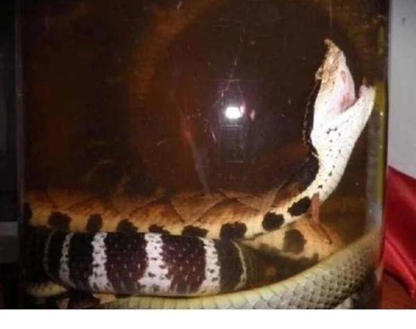 Rắn bị ngâm trong bình rượu một năm vẫn sống? - Ảnh minh họa: Shin Min Daily News.