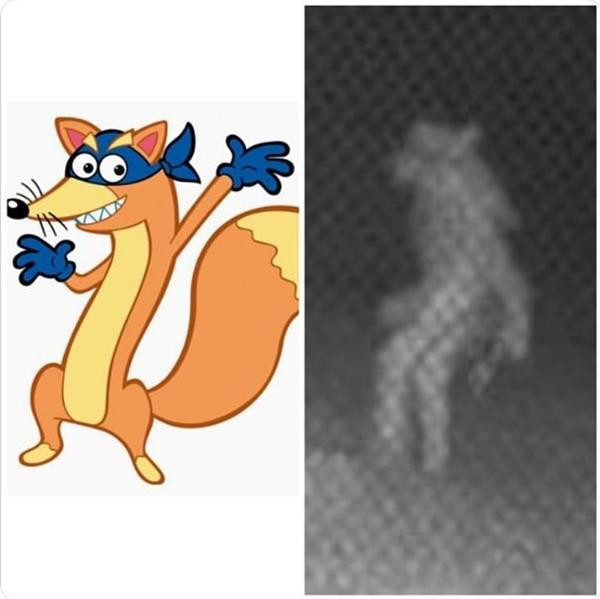 Hay là Cáo Swiper? Ảnh: Twitter.