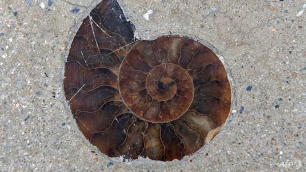 Hóa ra hóa thạch của sinh vật tuyệt chủng từ 66 triệu năm trước lại được dùng để trang trí vỉa hè. Ảnh: Alex Ogle/ AFP.