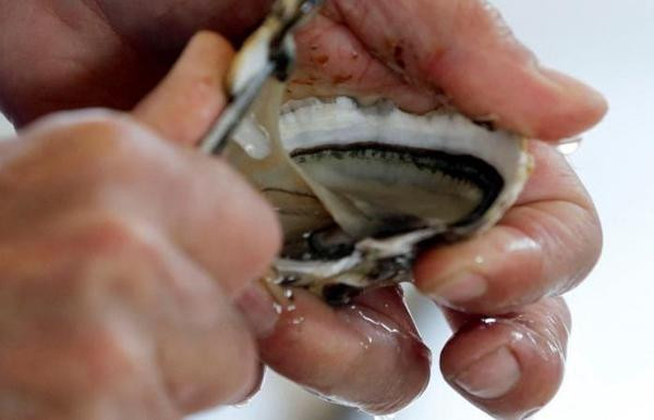 Cả năm nuôi hàu, chẳng ai muốn đến mùa lễ hội lại bị ăn trộm. Ảnh: On 24.