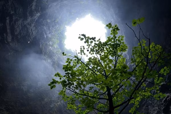 Cây cối tươi xanh ở "thế giới ngầm". Ảnh: Twitter. Cây cối tươi xanh ở "thế giới ngầm". Ảnh: Twitter.