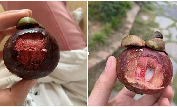 Ăn măng cụt như ăn một quả táo. Ảnh: LRB. Ăn măng cụt như ăn một quả táo. Ảnh: LRB.