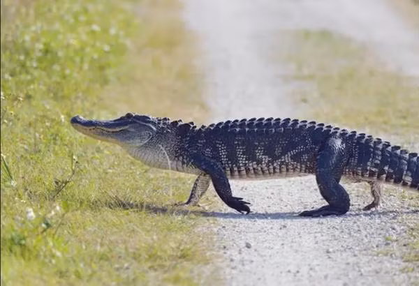Một con cá sấu thế này mà bị tưởng nhầm là một chú chó. Ảnh minh họa: Alamy.
