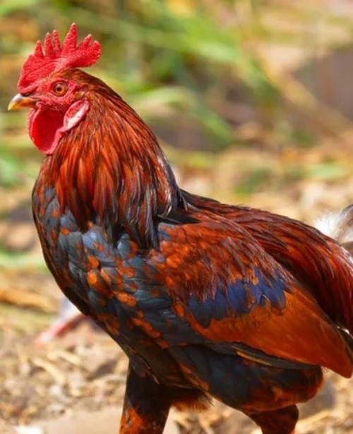 Chỉ vì một chú gà trống mà rất nhiều người tranh cãi. Ảnh minh họa: Times Now. Chỉ vì một chú gà trống mà rất nhiều người tranh cãi. Ảnh minh họa: Times Now.