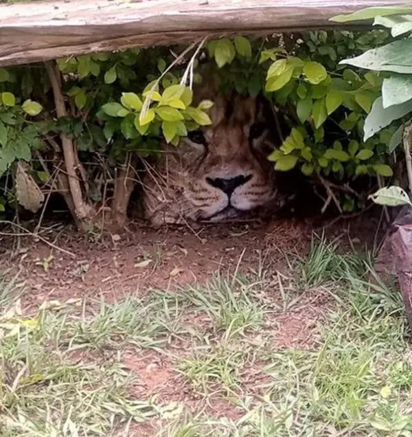 &quot;Sư tử&quot; nấp trong bụi cây, trông thật đáng sợ. Ảnh: Twitter.