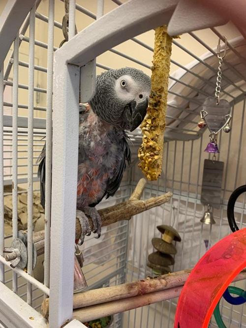 Jesse đã tự nhổ trụi cả lông mình vì buồn bã sau khi chủ qua đời. Ảnh: Inews UK. Jesse đã tự nhổ trụi cả lông mình vì buồn bã sau khi chủ qua đời. Ảnh: Inews UK.