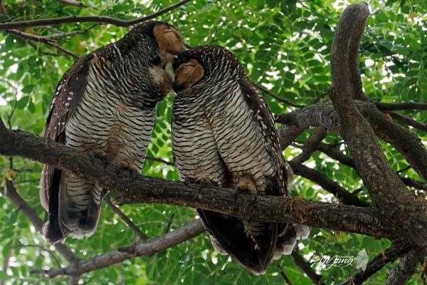 Một nụ hôn lên trán. Ảnh: Ismail Jasman. Một nụ hôn lên trán. Ảnh: Ismail Jasman.