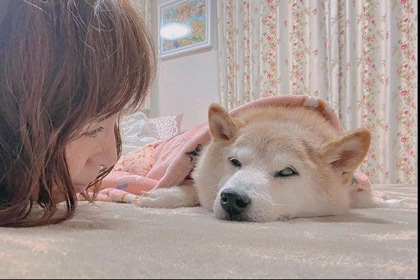 Kabosu đang ốm nặng. Ảnh: Atsuko Sato. Kabosu đang ốm nặng. Ảnh: Atsuko Sato.