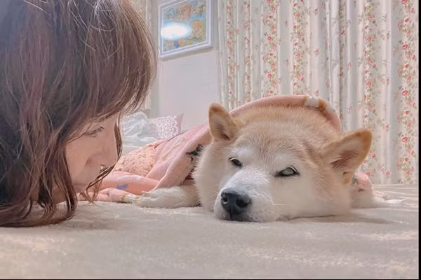 Kabosu đang ốm nặng. Ảnh: Atsuko Sato. Kabosu đang ốm nặng. Ảnh: Atsuko Sato.
