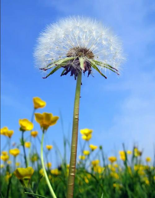 Hoặc giống hoa bồ công anh. Ảnh: Alamy.