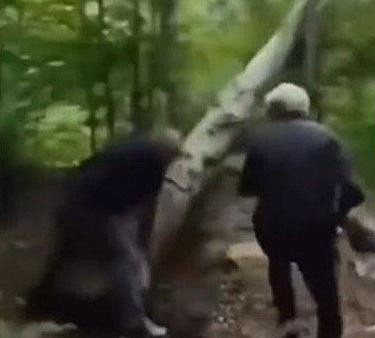 "Sự trả thù của một cái cây". Ảnh: Twitter. "Sự trả thù của một cái cây". Ảnh: Twitter.