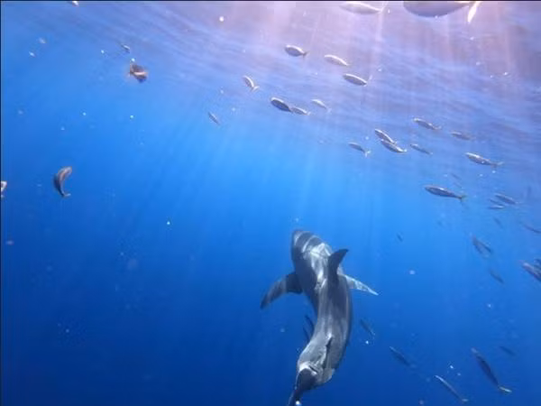 Mọi người có chung câu hỏi, rằng kẻ tấn công phải lớn đến mức nào thì mới để lại vết răng kinh khủng như thế. Ảnh: Jalil Najafov/ CATERS NEWS.