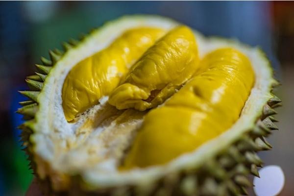 Thái Lan mới giới thiệu loại sầu riêng "không nặng mùi". Ảnh: Shutterstock.