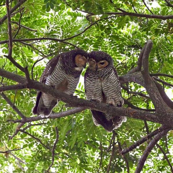 Chúng đang nói gì với nhau vậy nhỉ? Ảnh: Ismail Jasman. Chúng đang nói gì với nhau vậy nhỉ? Ảnh: Ismail Jasman.